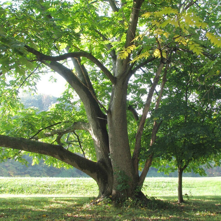 Превью изображения