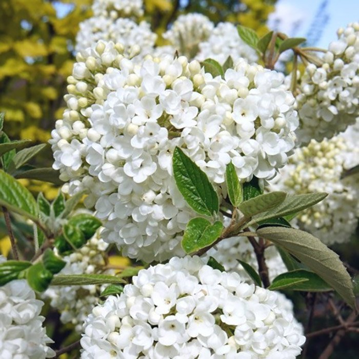 Превью изображения