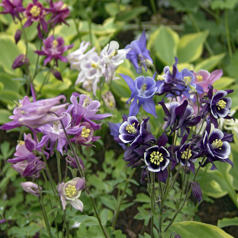 Превью изображения