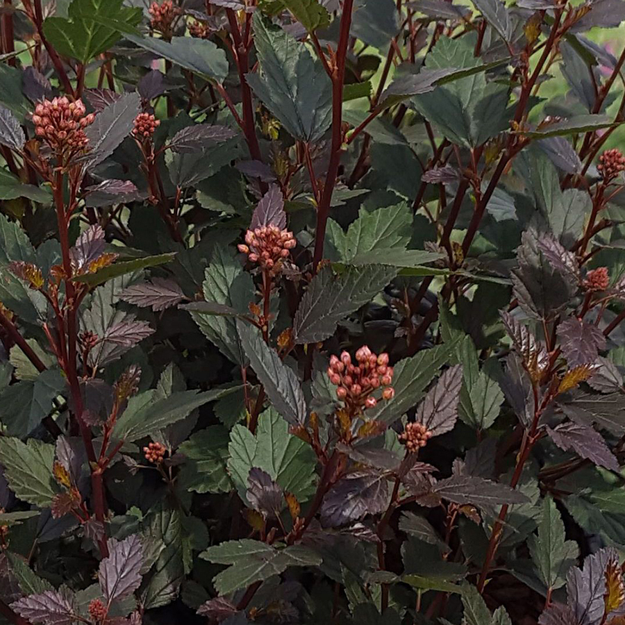 Превью изображения
