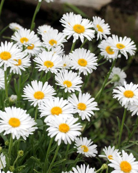 Превью изображения