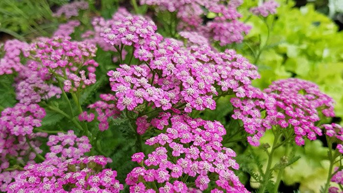 Превью изображения