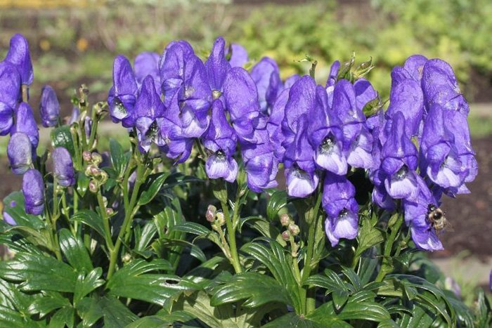 Превью изображения