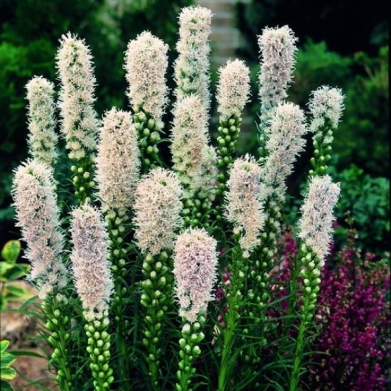 Превью изображения