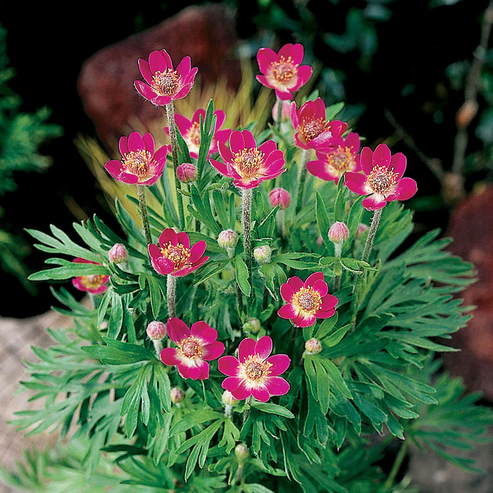 Превью изображения