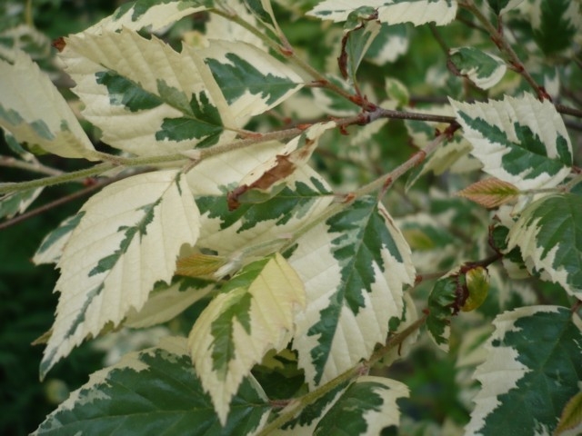 Превью изображения