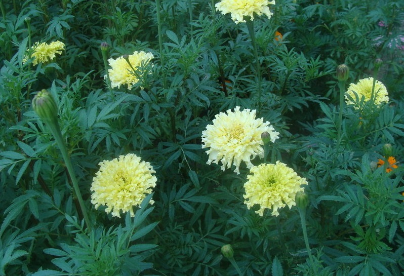 Превью изображения