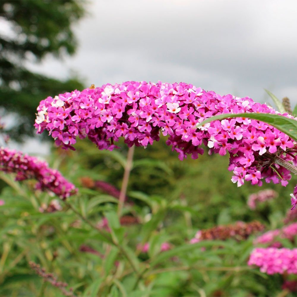Превью изображения