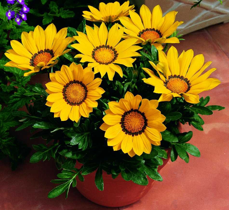 Превью изображения