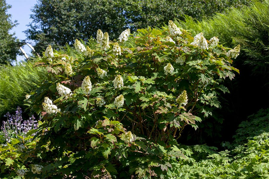 Превью изображения