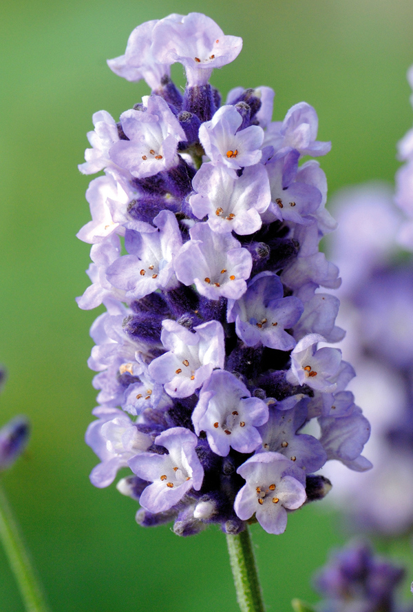 Превью изображения