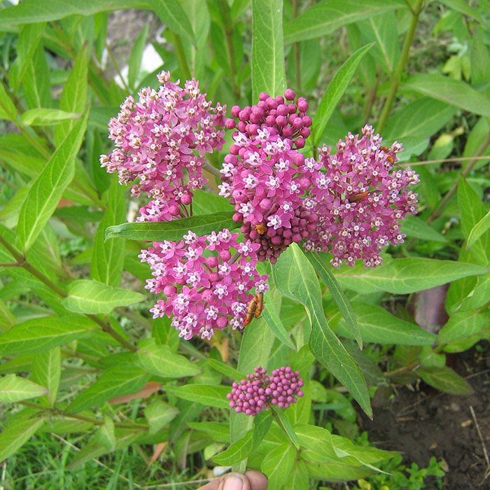 Превью изображения