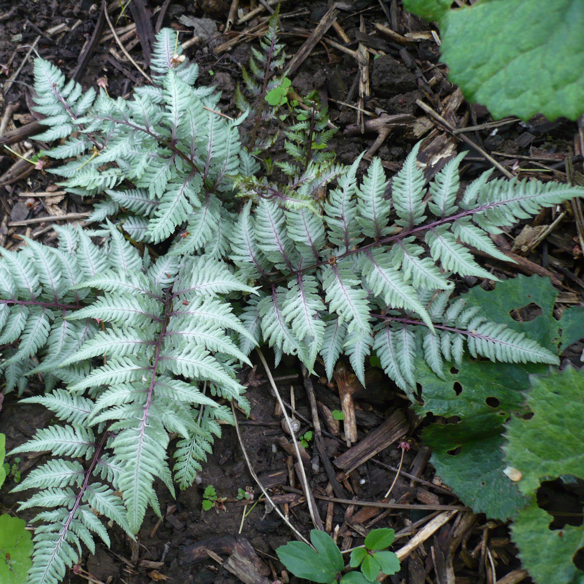 Превью изображения