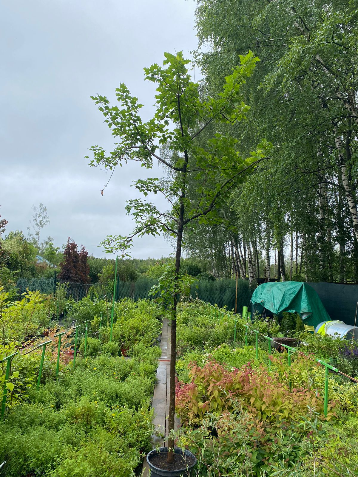 Превью изображения