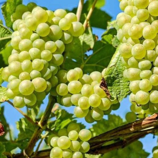 Превью изображения