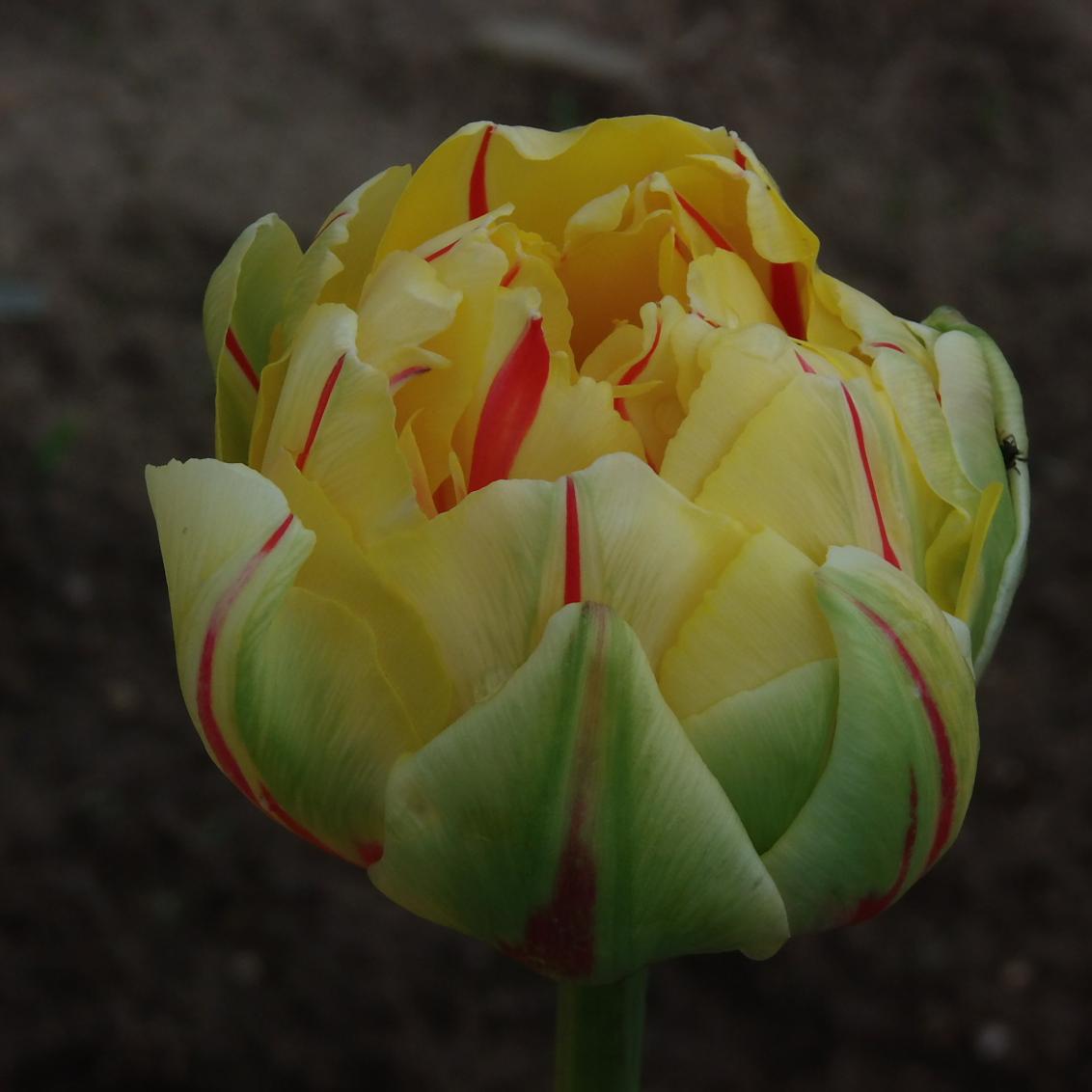 Превью изображения