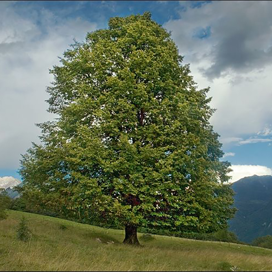 Превью изображения
