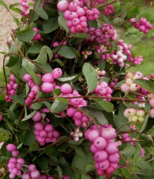 Превью изображения