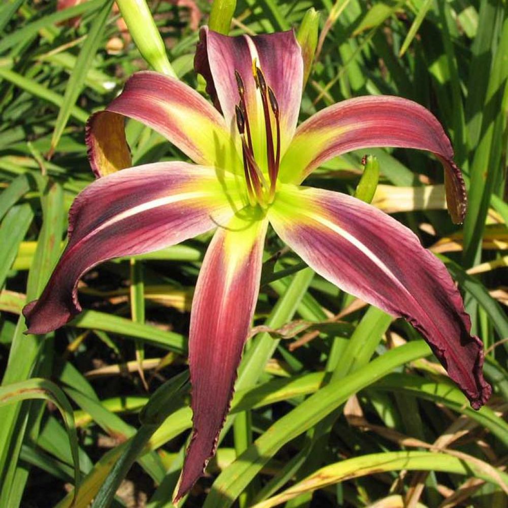 Превью изображения