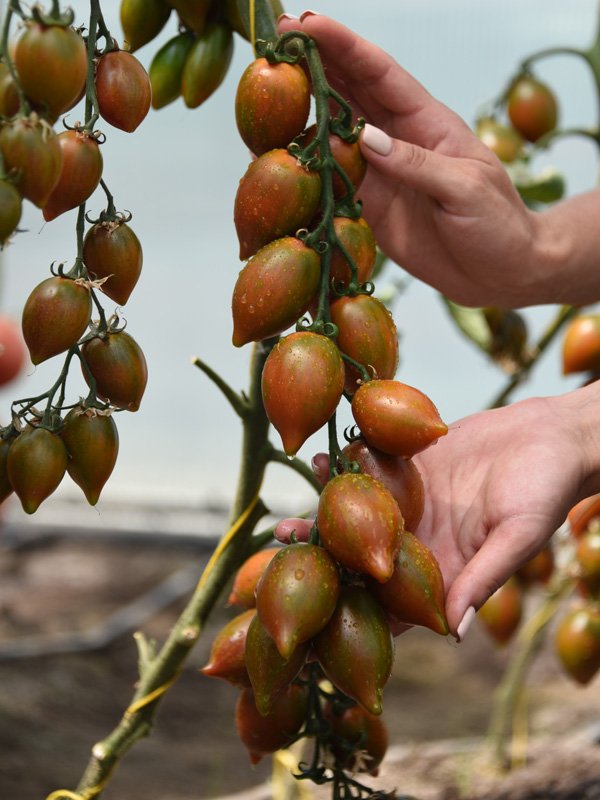 Превью изображения