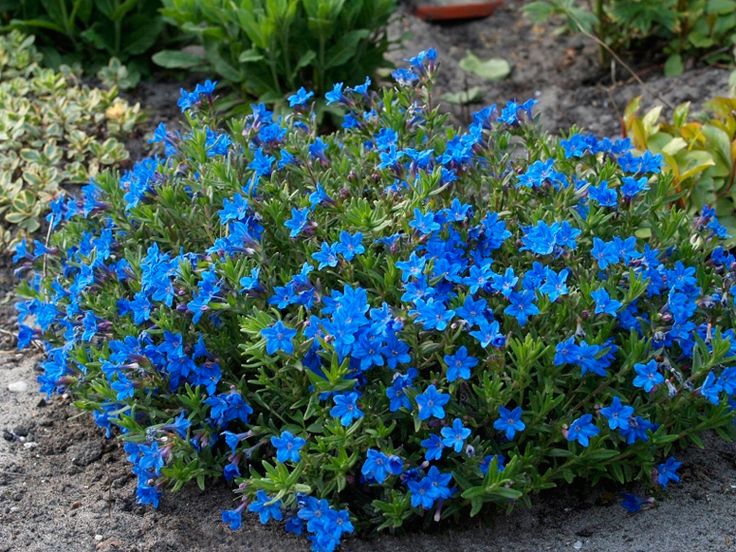 Превью изображения