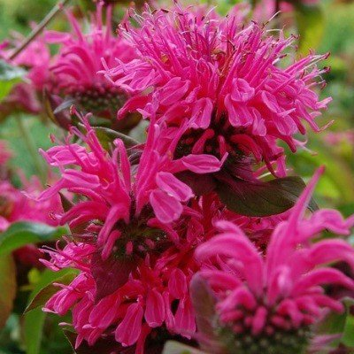 Превью изображения