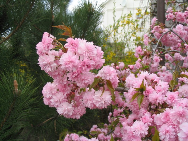 Превью изображения