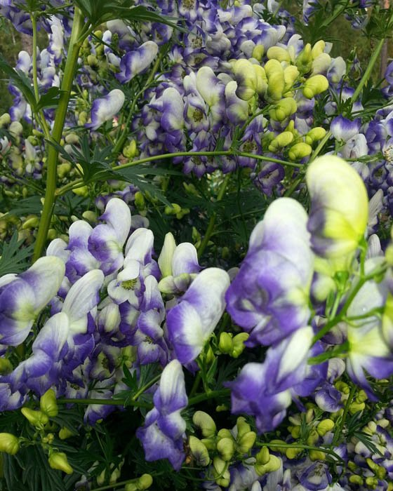 Превью изображения