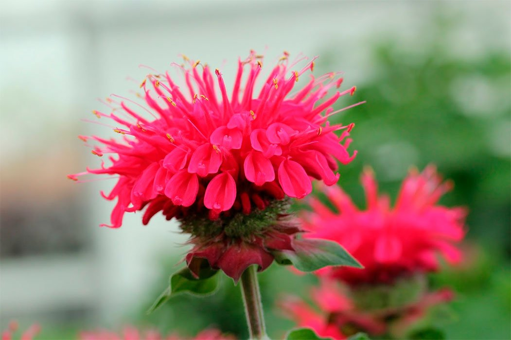 Превью изображения