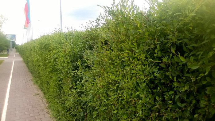 Превью изображения