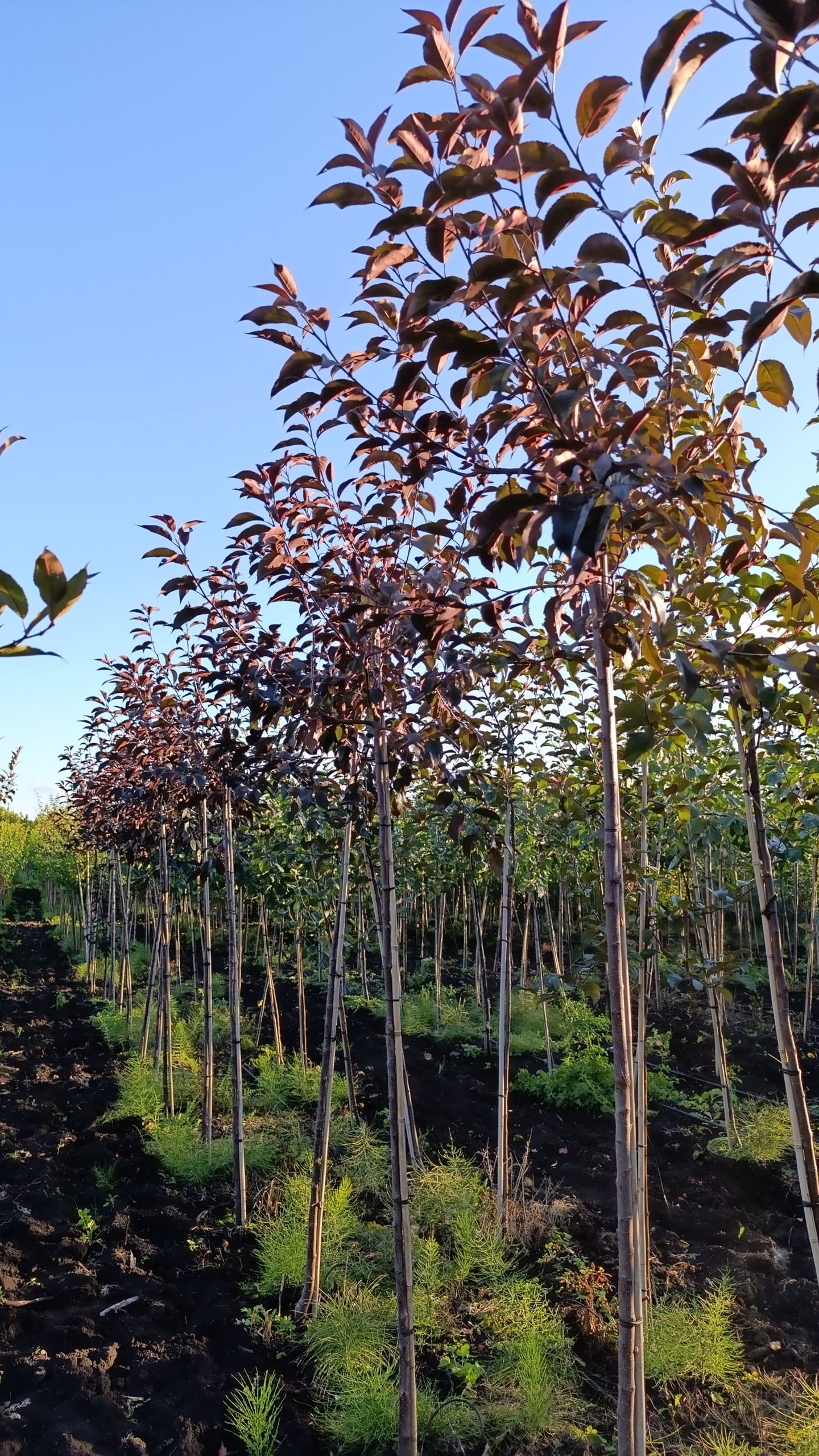 Превью изображения