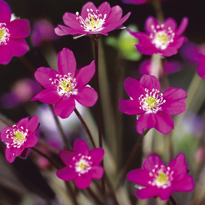 Превью изображения