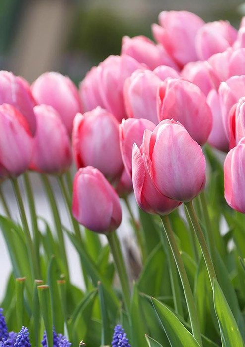 Превью изображения