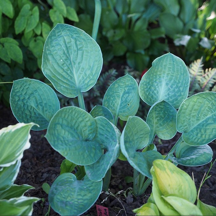 Превью изображения