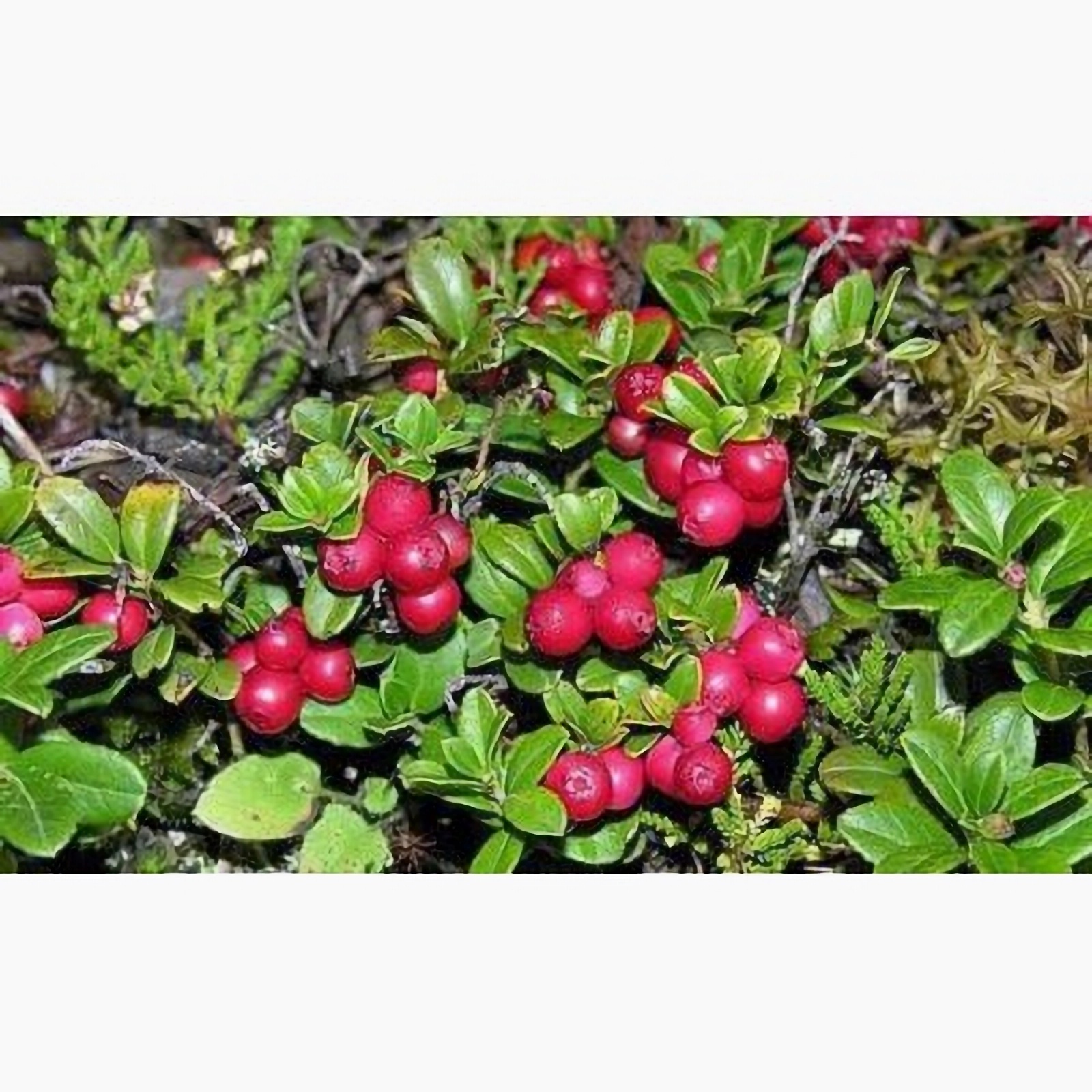 Превью изображения