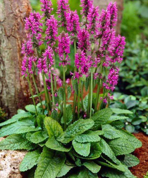 Превью изображения