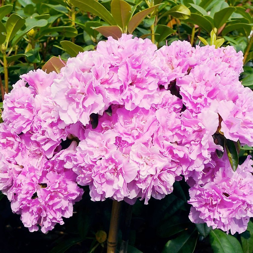 Превью изображения