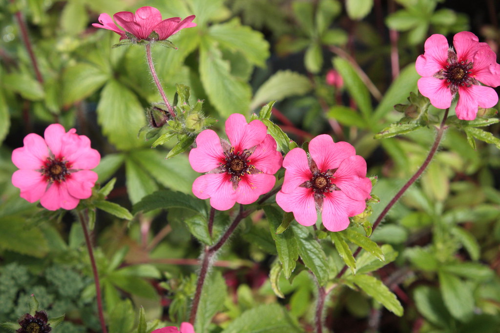 Превью изображения