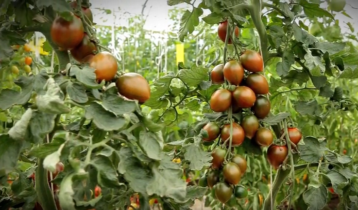 Превью изображения