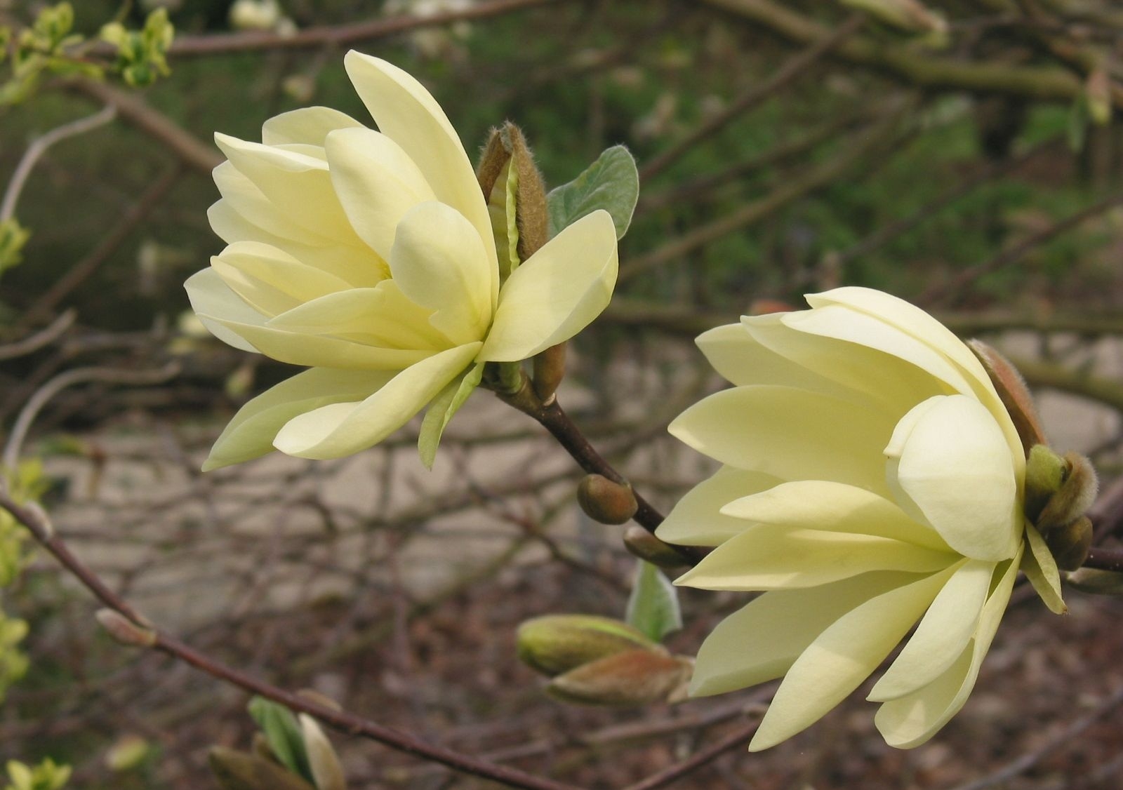 Превью изображения