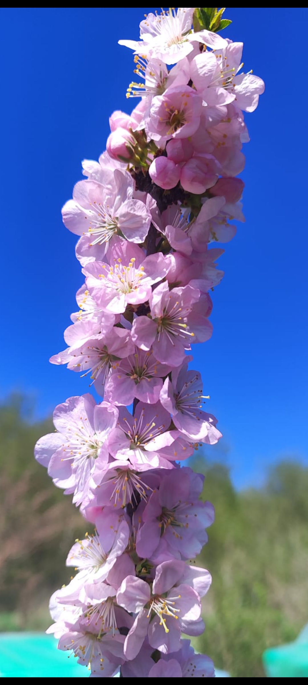 Превью изображения
