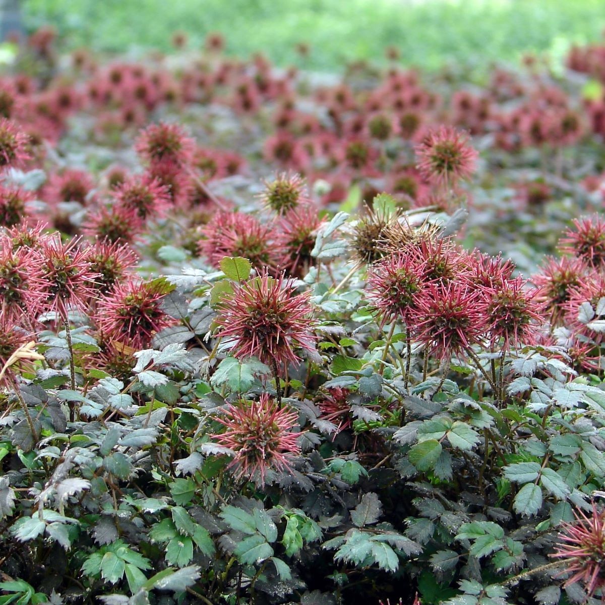 Превью изображения