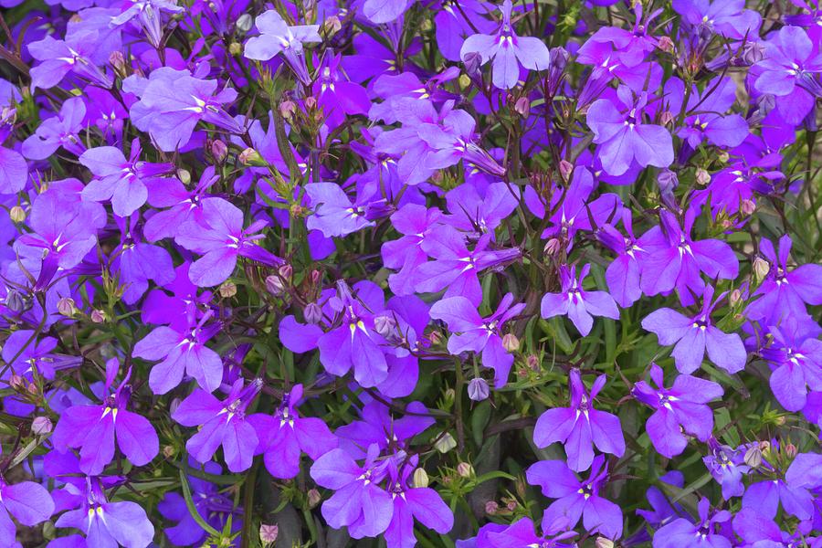 Превью изображения