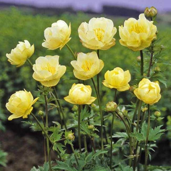 Превью изображения