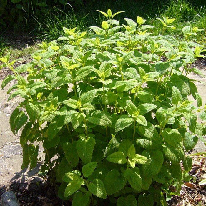 Превью изображения