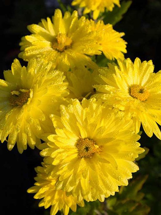 Превью изображения