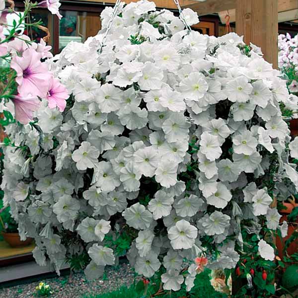 Превью изображения