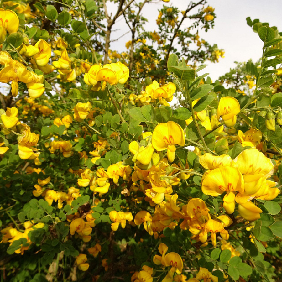 Превью изображения