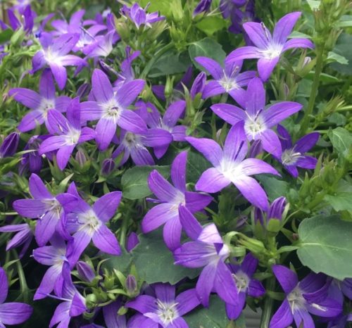 Превью изображения