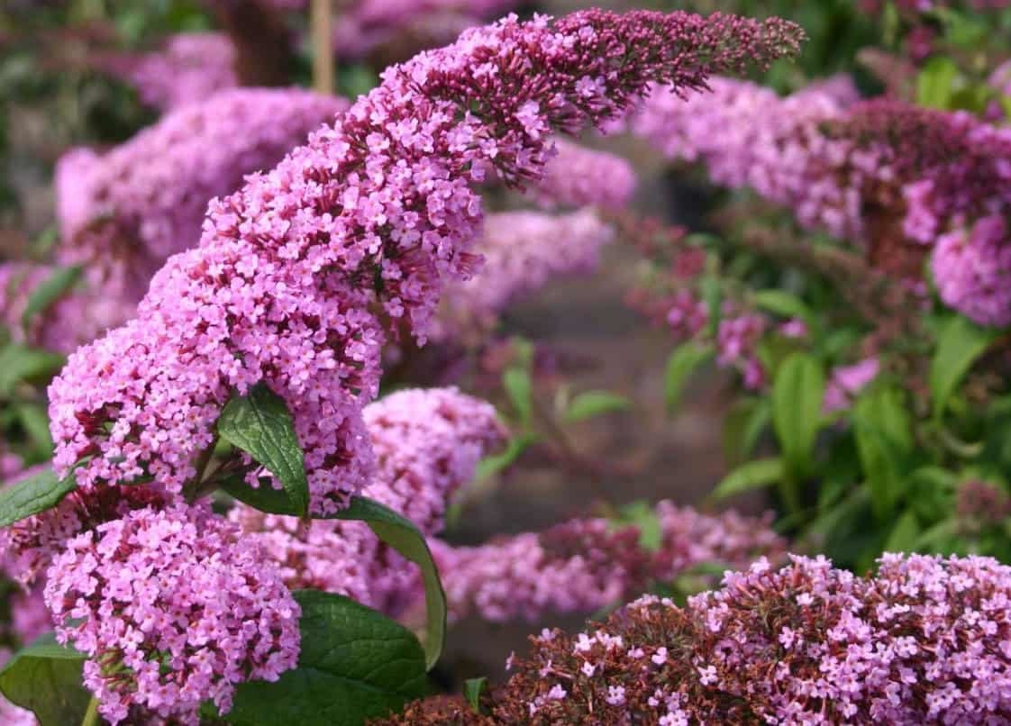 Превью изображения